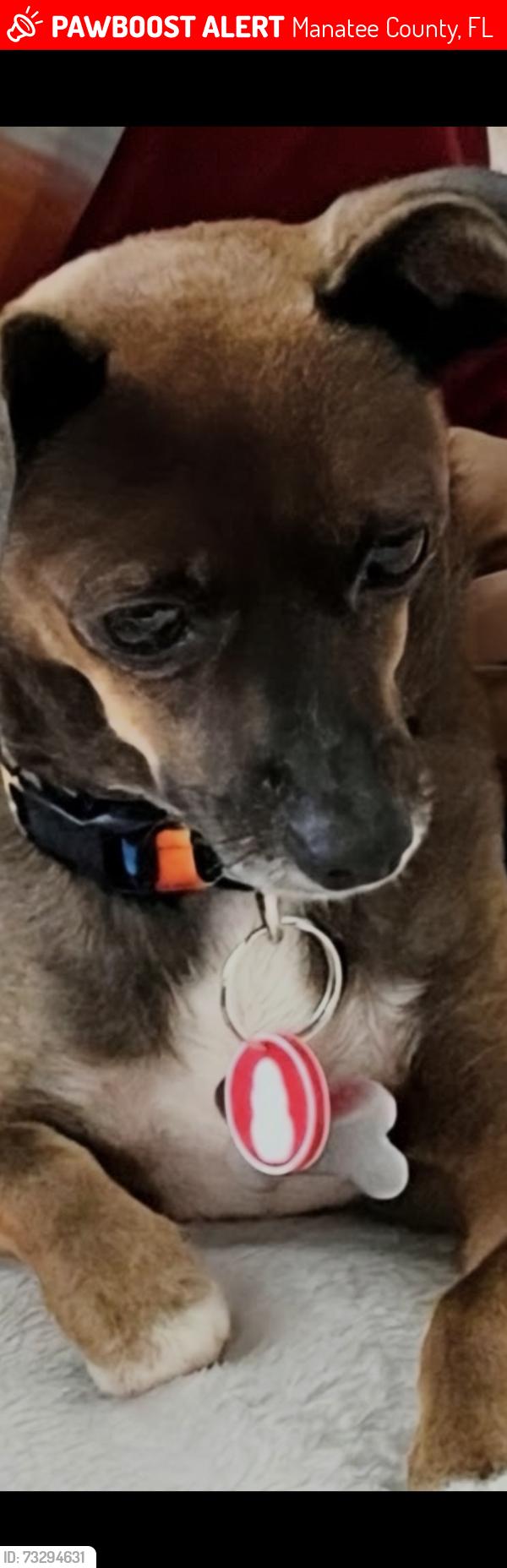 Lost Female Dog last seen 71st St n Cortez rd, Manatee County, FL 34203