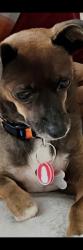 Lost Female Dog last seen 71st St n Cortez rd, Manatee County, FL 34203