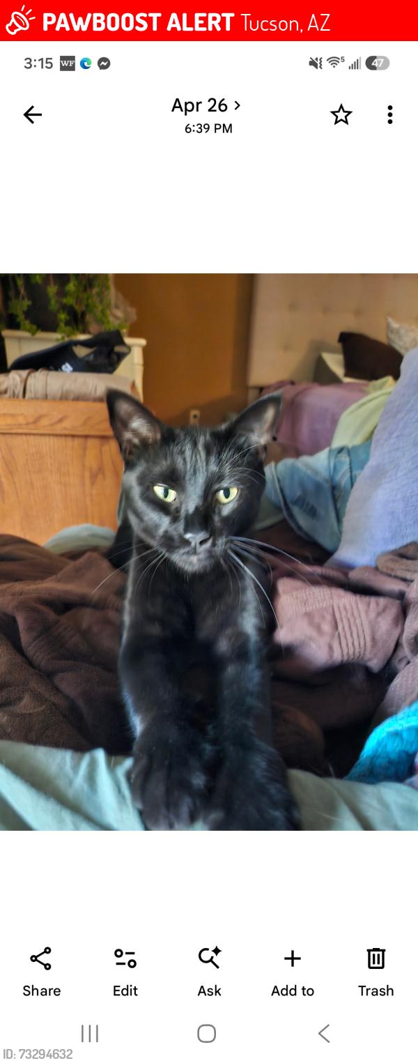 Lost Male Cat last seen Oracle and Greenock, Tucson, AZ 85737