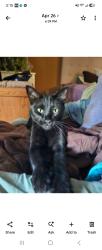 Lost Male Cat last seen Oracle and Greenock, Tucson, AZ 85737