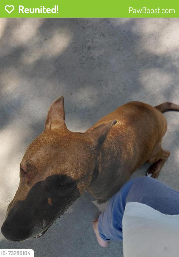 Reunited Female Dog last seen Shields and Swallow, Fort Collins, CO 80526