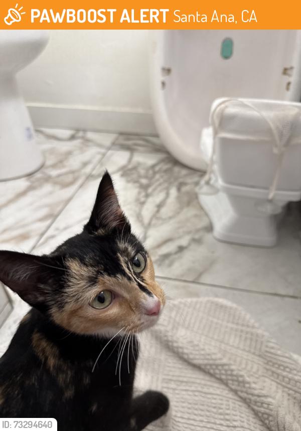 Found/Stray Female Cat last seen 3rd St and Newhope, Santa Ana, CA 92703