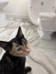Found/Stray Female Cat last seen 3rd St and Newhope, Santa Ana, CA 92703