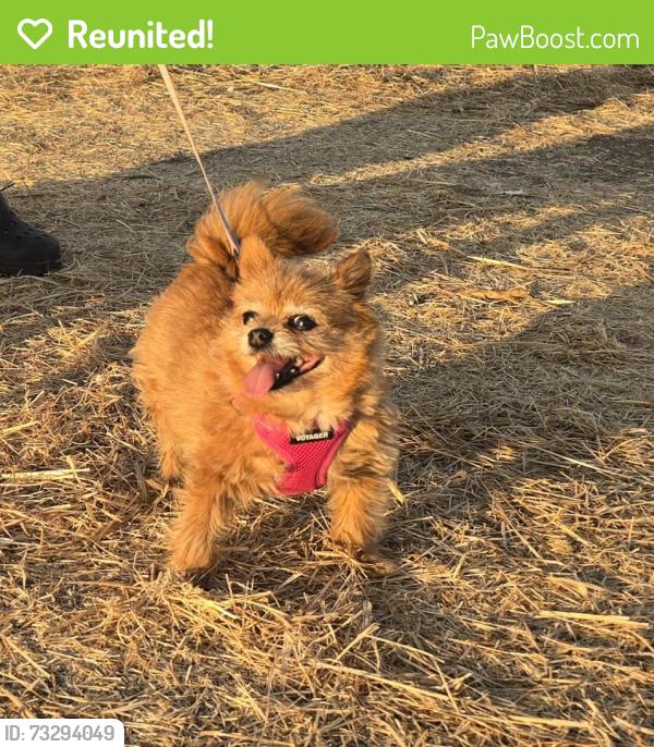 Reunited Female Dog last seen Nieman and Aborn Rd, San Jose, CA 95148