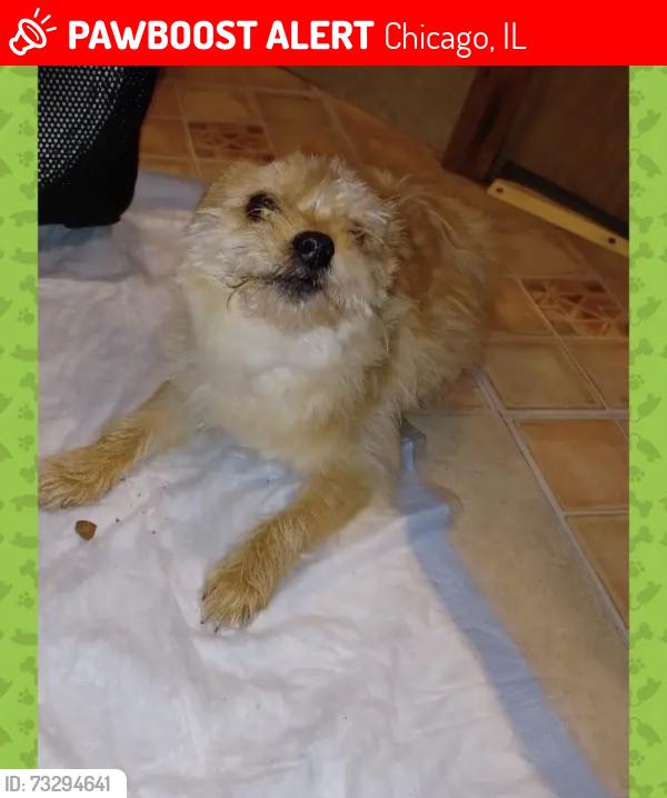 Lost Male Dog last seen Near s Michigan, Chicago, IL 60603
