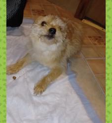 Lost Male Dog last seen Near s Michigan, Chicago, IL 60603