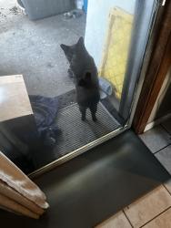 Lost Male Cat last seen East mount Houston, Houston, TX 77093