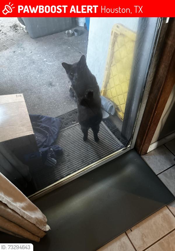 Lost Male Cat last seen East mount Houston, Houston, TX 77093