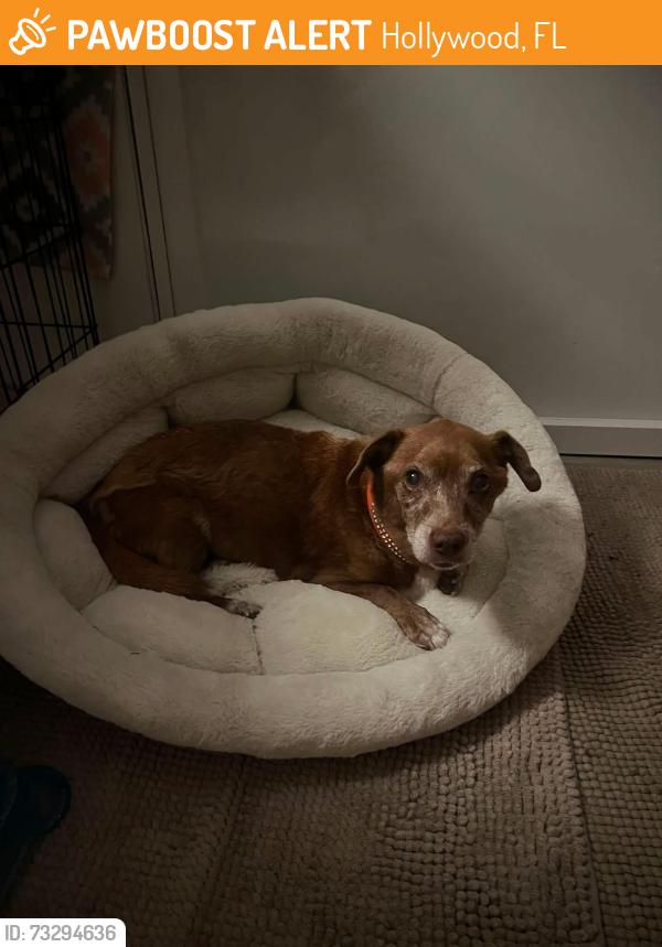 Found/Stray Female Dog last seen Garfield and Dixie Hwy, Hollywood, FL 33020
