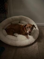 Found/Stray Female Dog last seen Garfield and Dixie Hwy, Hollywood, FL 33020