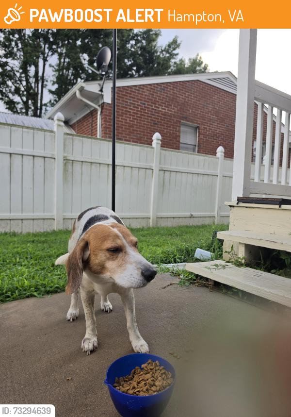 Found/Stray Male Dog last seen Post office on Aberdeen rode, Hampton, VA 23661