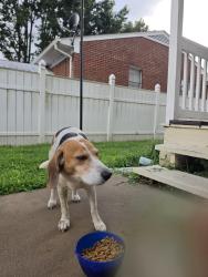Found/Stray Male Dog last seen Post office on Aberdeen rode, Hampton, VA 23661