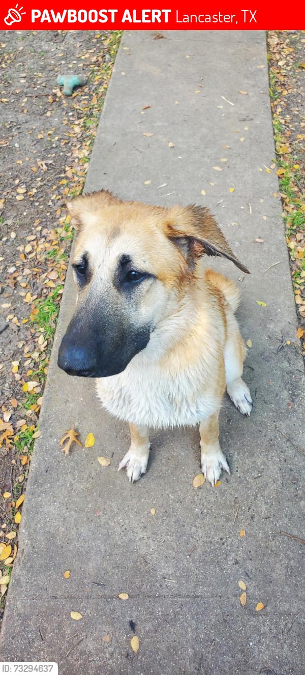 Lost Female Dog last seen Boxwood Dr. in Lancaster, TX., Lancaster, TX 75146
