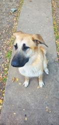 Lost Female Dog last seen Boxwood Dr. in Lancaster, TX., Lancaster, TX 75146