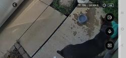 Found/Stray Male Dog last seen Wallace wells CT on driveway, Kaufman County, TX 75114