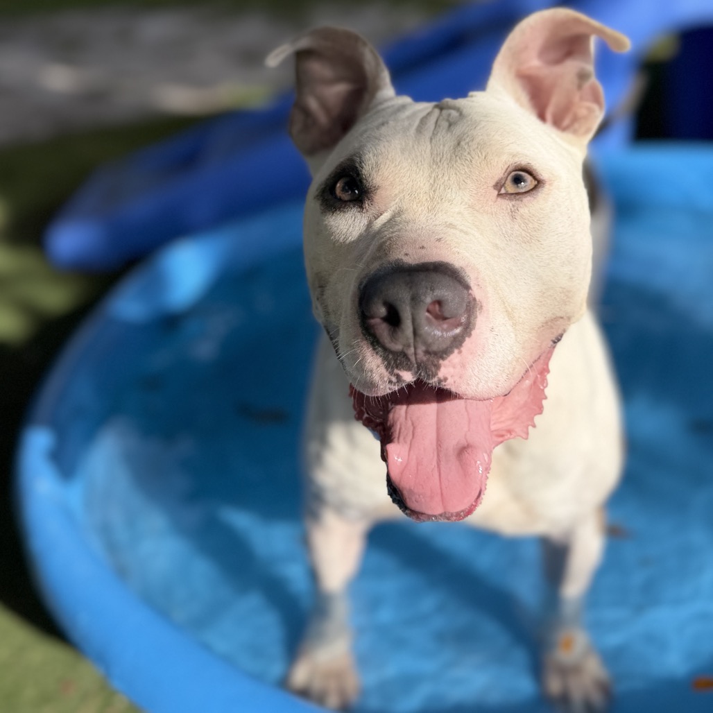 Shelter Stray Male Dog last seen , 8020 Washington St, Port Richey, FL 34668, USA