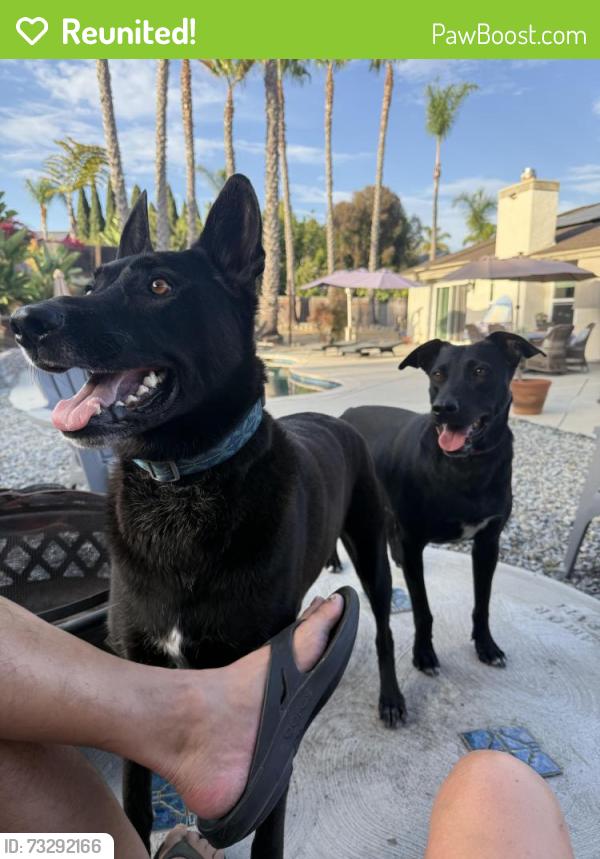 Reunited Male Dog last seen Got out of our backyard while out for the evening between 7 and midnight., Oceanside, CA 92056