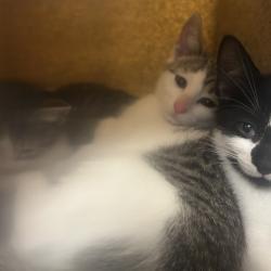 Shelter Stray Female Cat last seen , Animal Care & Control Team of Philly, 111 W Hunting Park Ave, Philadelphia, PA 19140, USA