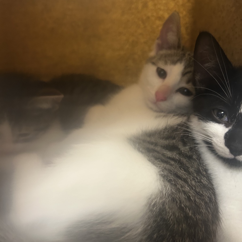 Shelter Stray Female Cat last seen , Animal Care & Control Team of Philly, 111 W Hunting Park Ave, Philadelphia, PA 19140, USA