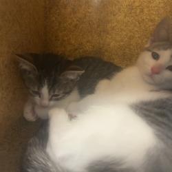 Shelter Stray Female Cat last seen , Animal Care & Control Team of Philly, 111 W Hunting Park Ave, Philadelphia, PA 19140, USA