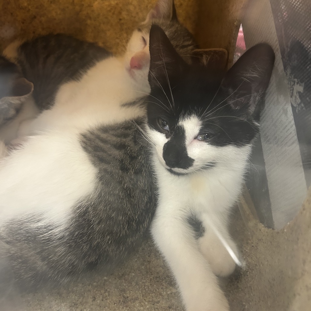 Shelter Stray Female Cat last seen , Animal Care & Control Team of Philly, 111 W Hunting Park Ave, Philadelphia, PA 19140, USA
