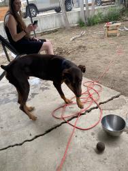Found/Stray Male Dog last seen 7th & Vrain, Denver, CO 80204
