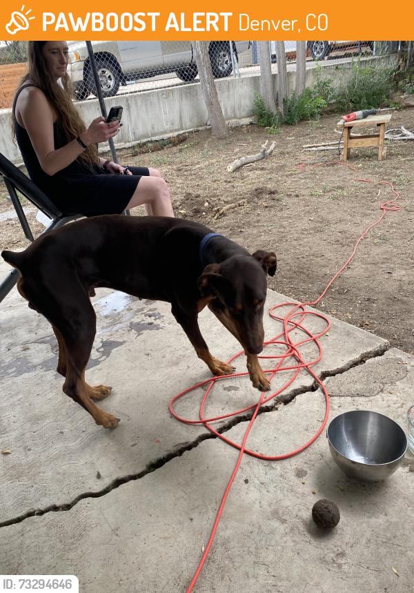 Found/Stray Male Dog last seen 7th & Vrain, Denver, CO 80204