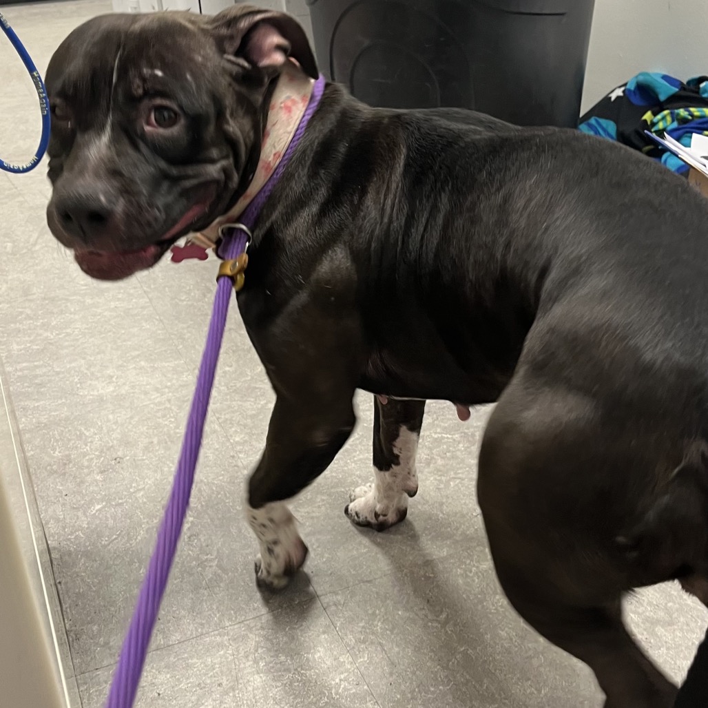 Shelter Stray Female Dog last seen , Animal Care & Control Team of Philly, 111 W Hunting Park Ave, Philadelphia, PA 19140, USA