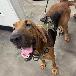 Shelter Stray Male Dog last seen , 3607 N Armenia Ave, Tampa, FL 33607, USA