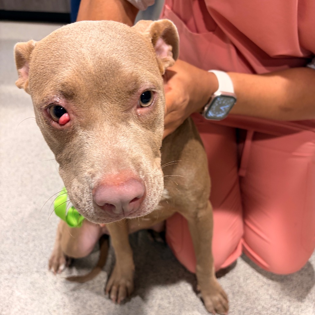 Shelter Stray Female Dog last seen , 3607 N Armenia Ave, Tampa, FL 33607, USA