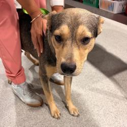 Shelter Stray Male Dog last seen , 3607 N Armenia Ave, Tampa, FL 33607, USA