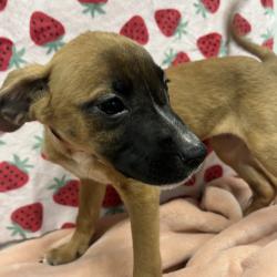 Shelter Stray Female Dog last seen , 3607 N Armenia Ave, Tampa, FL 33607, USA