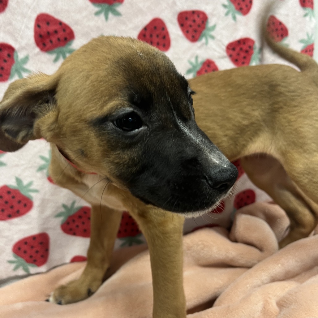 Shelter Stray Female Dog last seen , 3607 N Armenia Ave, Tampa, FL 33607, USA