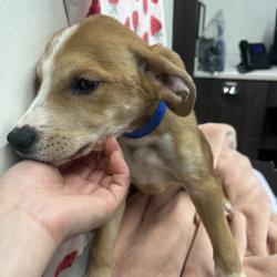 Shelter Stray Male Dog last seen , 3607 N Armenia Ave, Tampa, FL 33607, USA