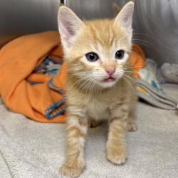 Shelter Stray Male Cat last seen , 4575 E Mesquite Ave, Palm Springs, CA 92264, USA