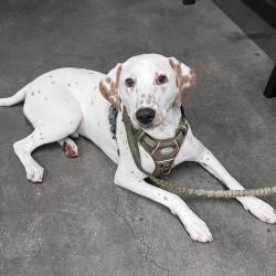 Shelter Stray Male Dog last seen , 3607 N Armenia Ave, Tampa, FL 33607, USA