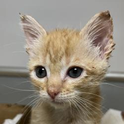 Shelter Stray Unknown Cat last seen , 4575 E Mesquite Ave, Palm Springs, CA 92264, USA