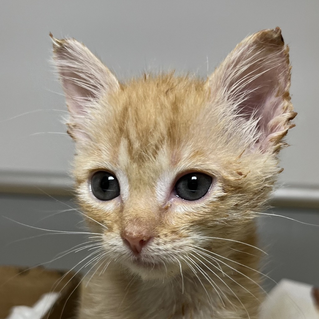 Shelter Stray Unknown Cat last seen , 4575 E Mesquite Ave, Palm Springs, CA 92264, USA
