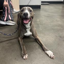 Shelter Stray Male Dog last seen , 3607 N Armenia Ave, Tampa, FL 33607, USA