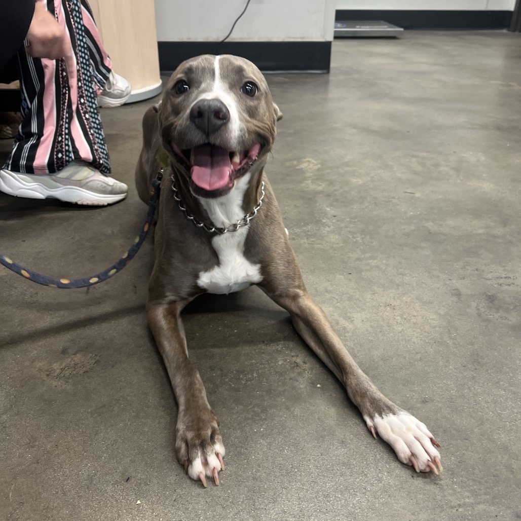 Shelter Stray Male Dog last seen , 3607 N Armenia Ave, Tampa, FL 33607, USA