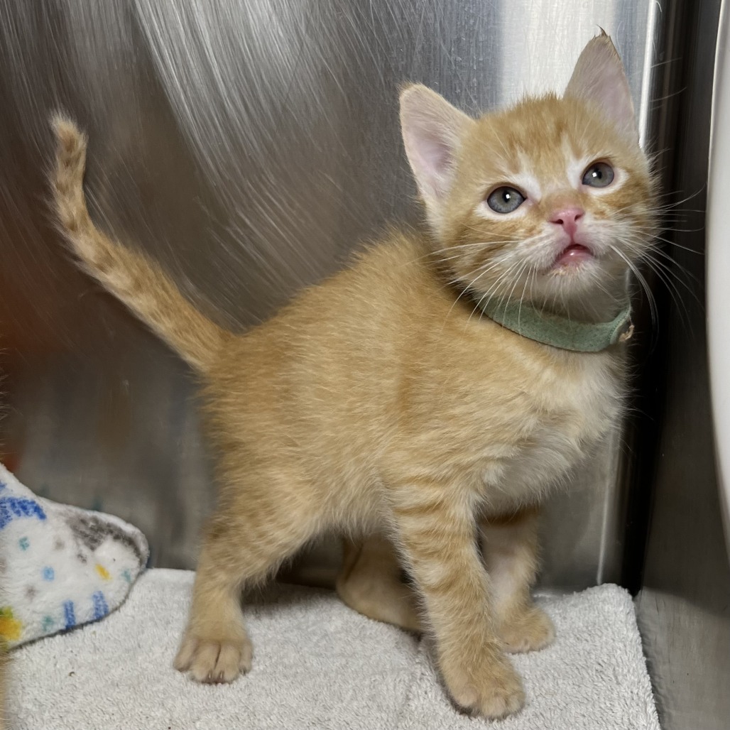 Shelter Stray Male Cat last seen , 4575 E Mesquite Ave, Palm Springs, CA 92264, USA