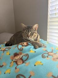Lost Female Cat last seen Eryn's Gardens, Gainesville, FL 32609