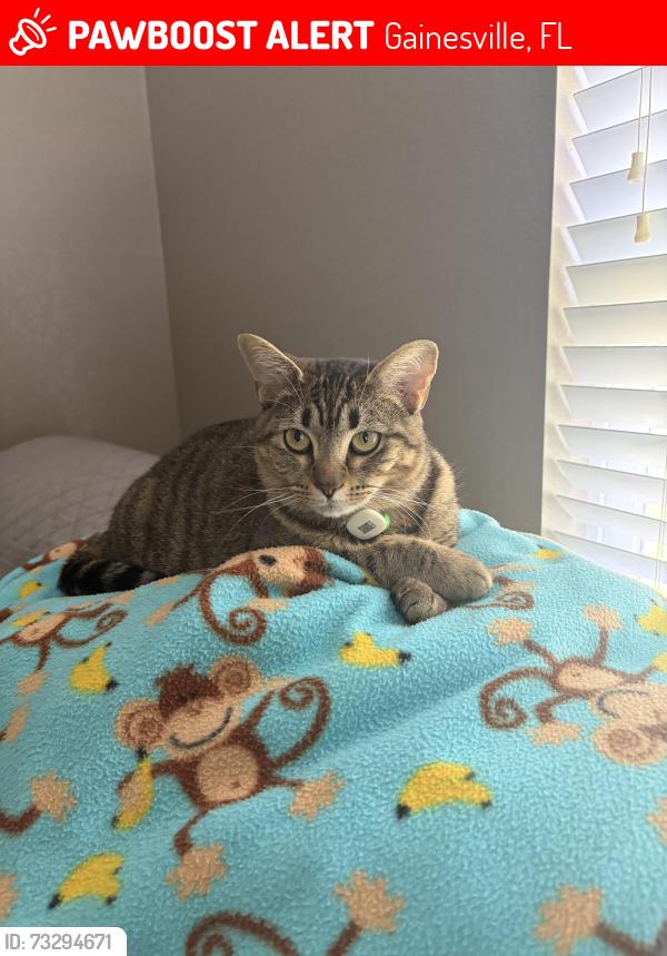 Lost Female Cat last seen Eryn's Gardens, Gainesville, FL 32609