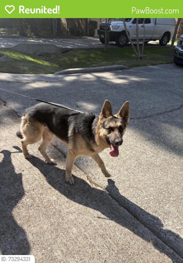 Reunited Male Dog last seen Coralberry, The Woodlands, TX 77381