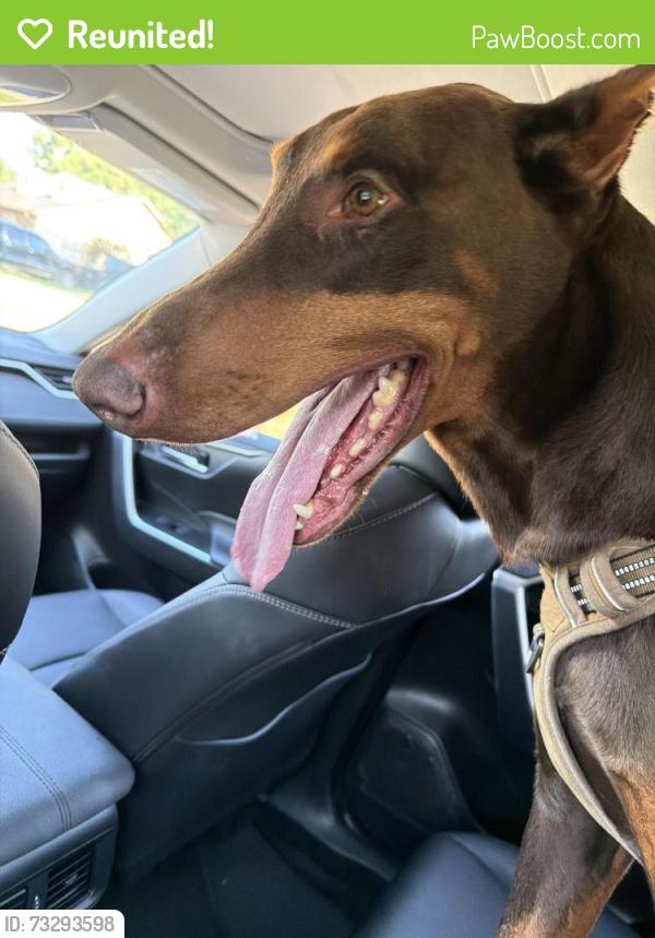 Reunited Male Dog last seen Old spanish trail and Lidstone st, Houston, TX 77023