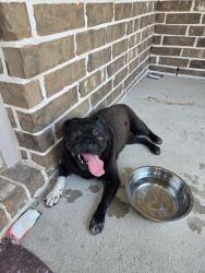 Reunited Female Dog last seen Sunterra, Katy, TX 77493