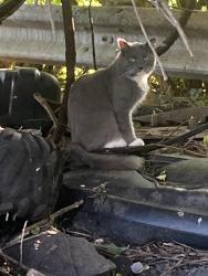 Found/Stray Male Cat last seen Clarendon and Dartmoor, Columbus, OH 43223