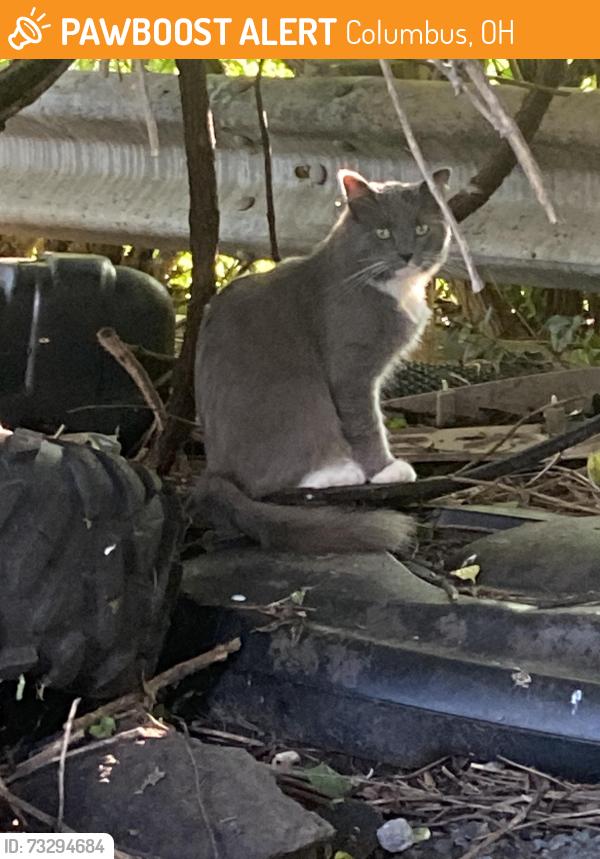 Found/Stray Male Cat last seen Clarendon and Dartmoor, Columbus, OH 43223