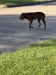 Found/Stray Male Dog last seen Quiet place drive, Houston, TX 77082