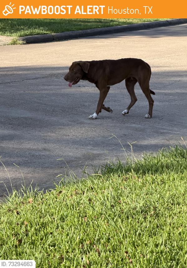 Found/Stray Male Dog last seen Quiet place drive, Houston, TX 77082